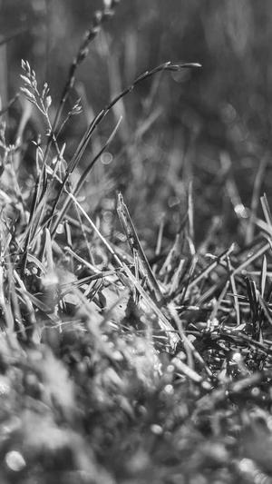 蜘蛛池租用服务截图2