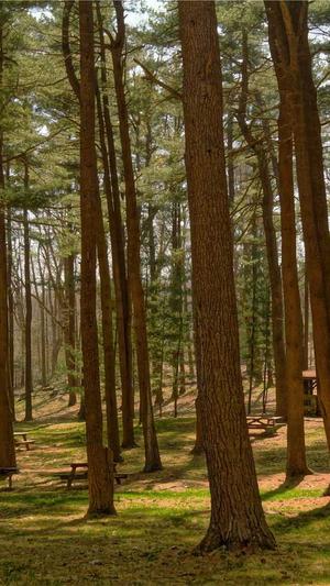 seo外包是什么意思截图1