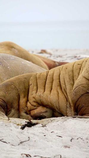 权重站泛目录截图3