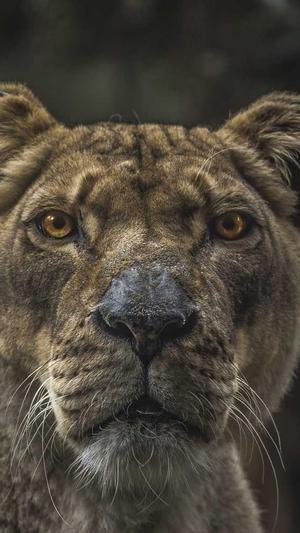 蜘蛛池源码截图4