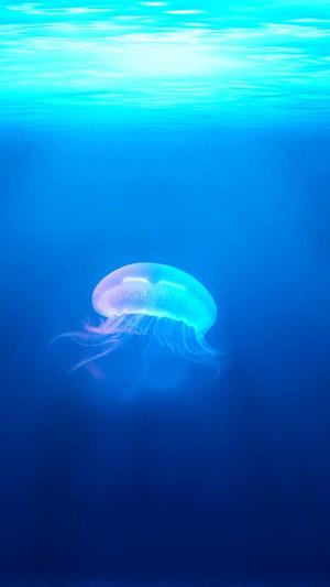 免费seo工具软件截图3