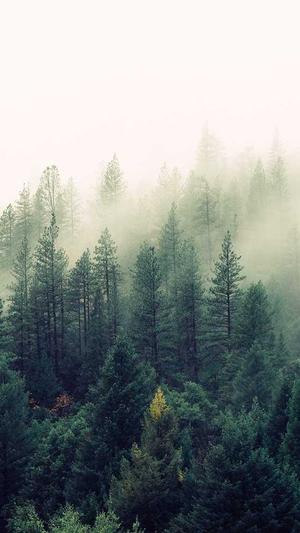 蜘蛛池有几种类型的截图2