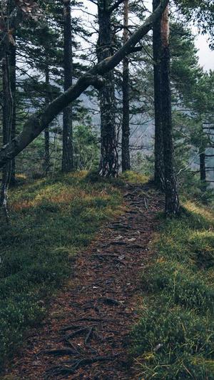 seo优化有什么工具截图1