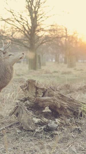 seo内容发布工具截图3